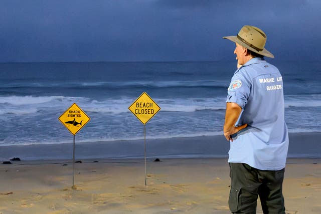 <p>A marine life ranger stands on the North Steyne Beach in Sydney on 19 January 2026</p>