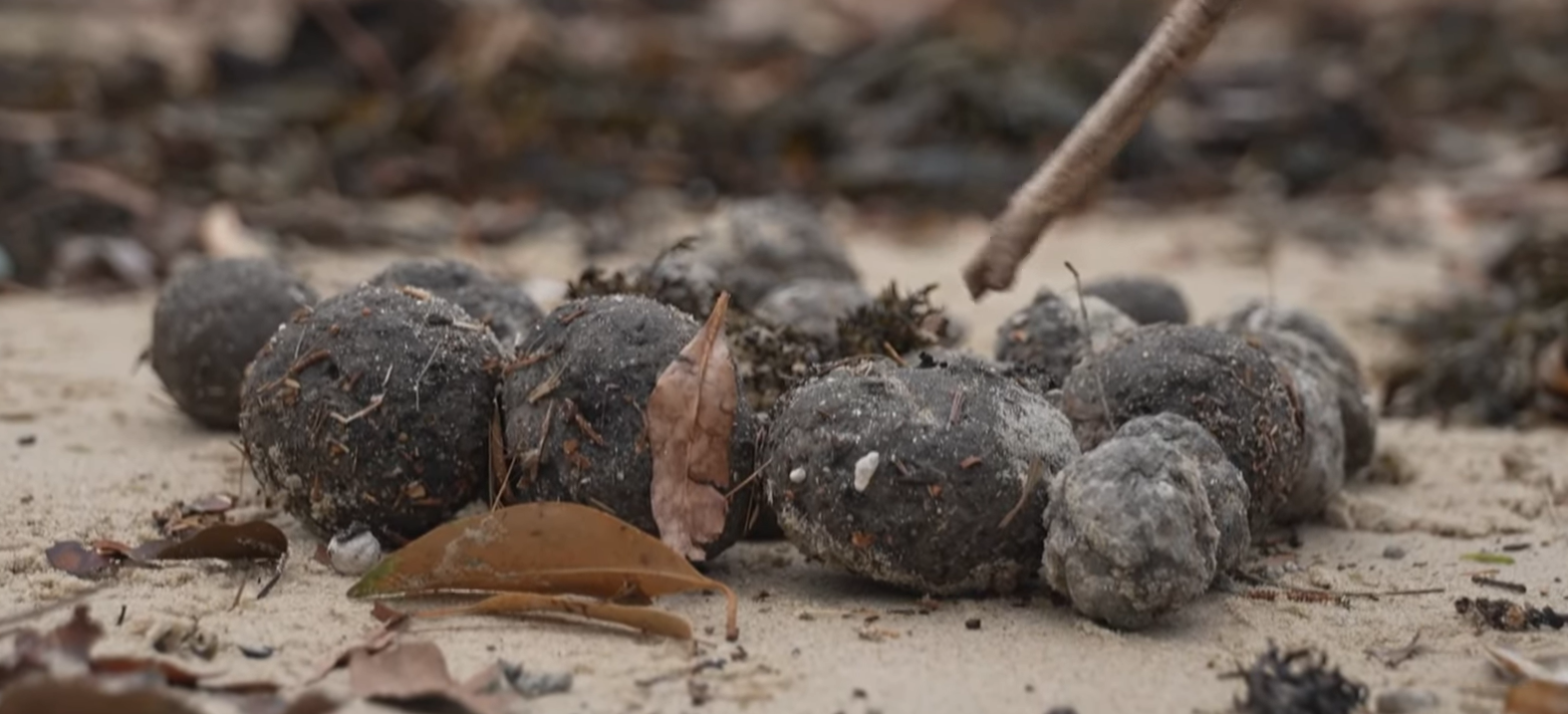Foul ‘poo balls’ wash up on Australian beaches amid warnings over giant sewer fatberg