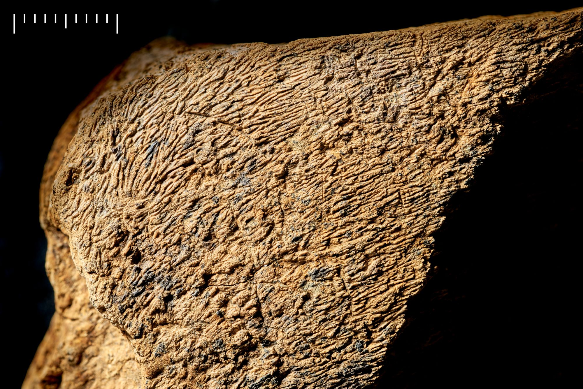 ‘Remarkable’ prehistoric elephant bone tool is oldest in Europe, archaeologists reveal