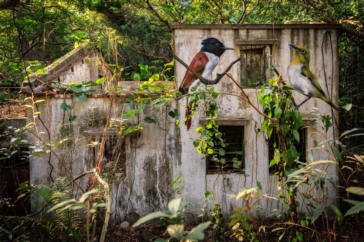 Across the forgotten walls of a Hong Kong island, a flock of bird murals rises – UK Times