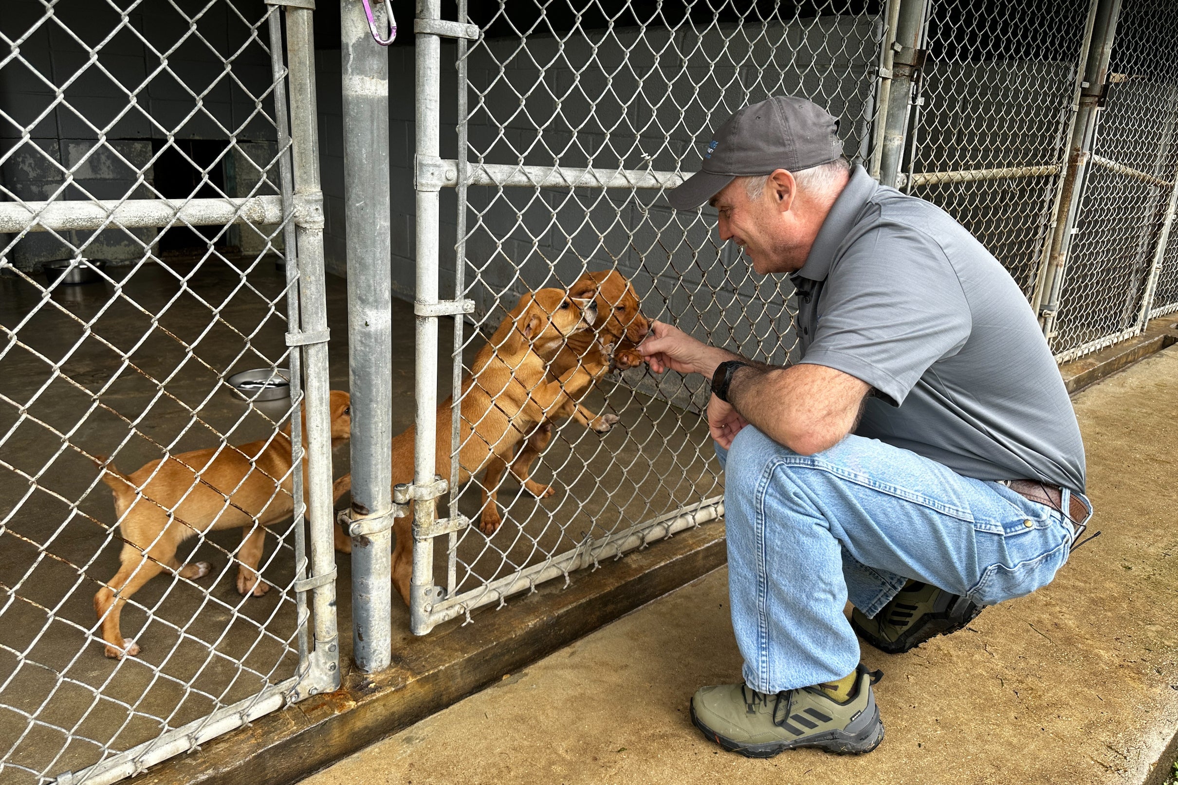<p>Paws of War vowed that no dog would be left outside during the impending storm, appealing to other shelters for help</p>