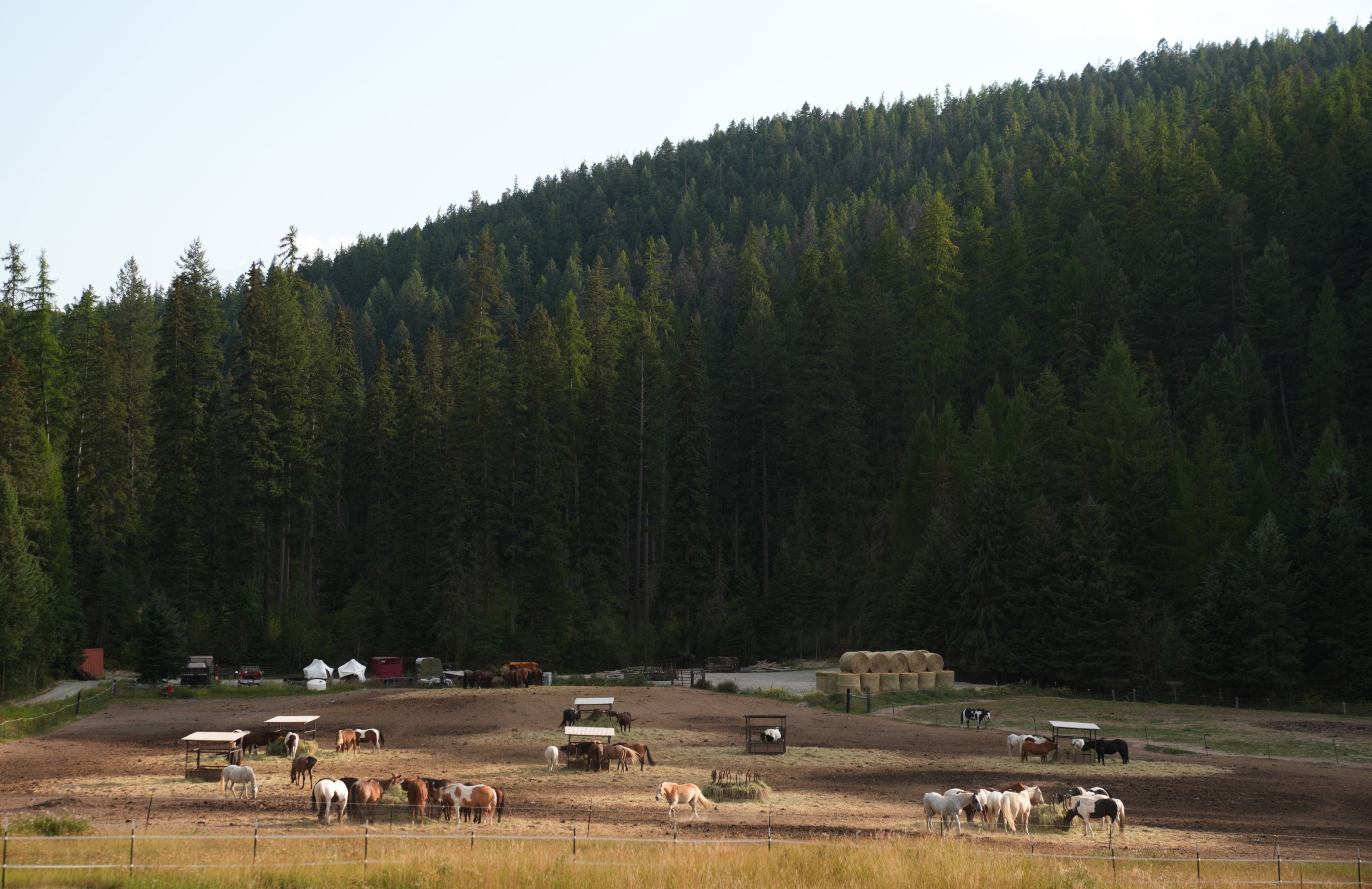 Horses roaming at Bar W Ranch