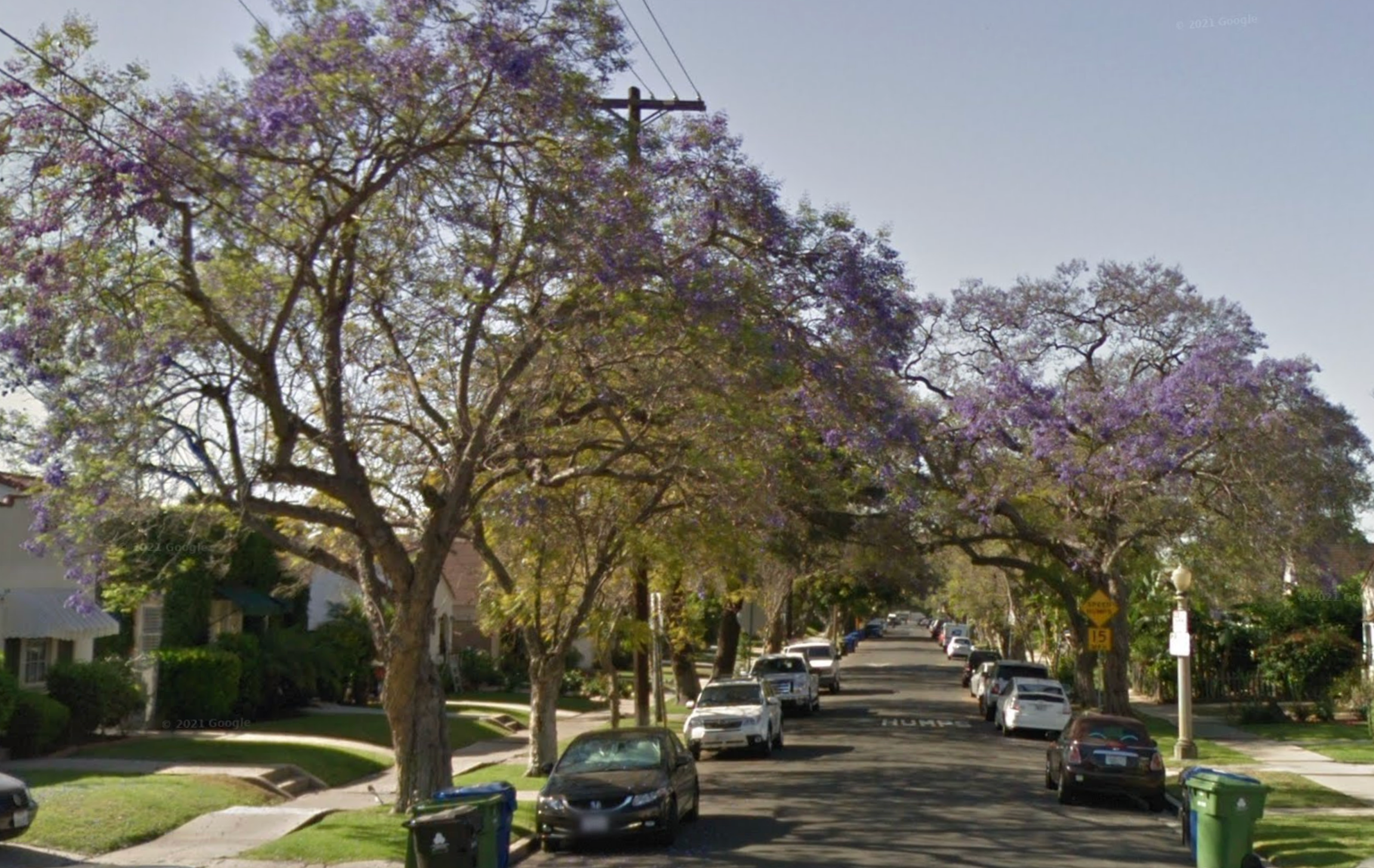 <p>Larchmont Village, an ritzy area known for its beautiful, leafy streets, has reportedly seen an increase in sex workers operating in the area</p>
