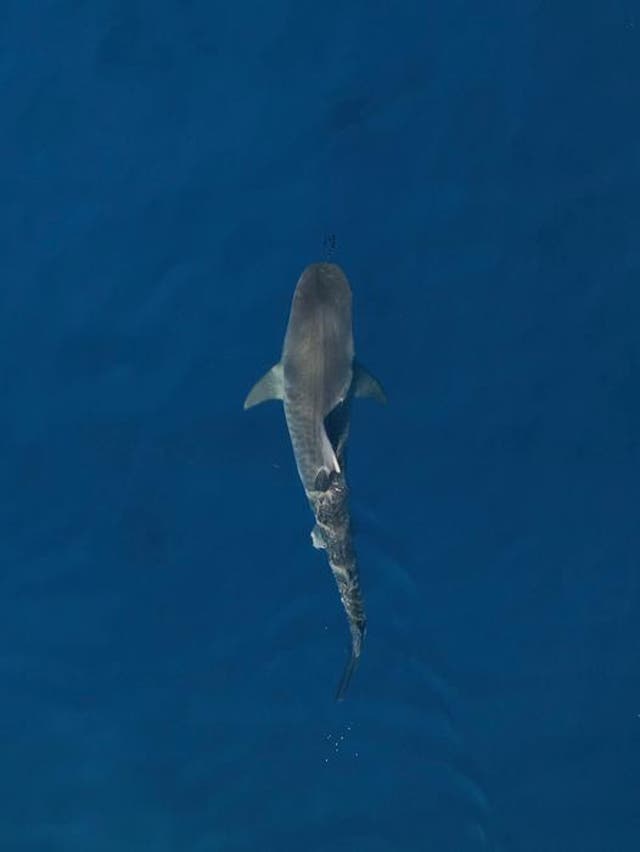<p>Female tiger shark</p>