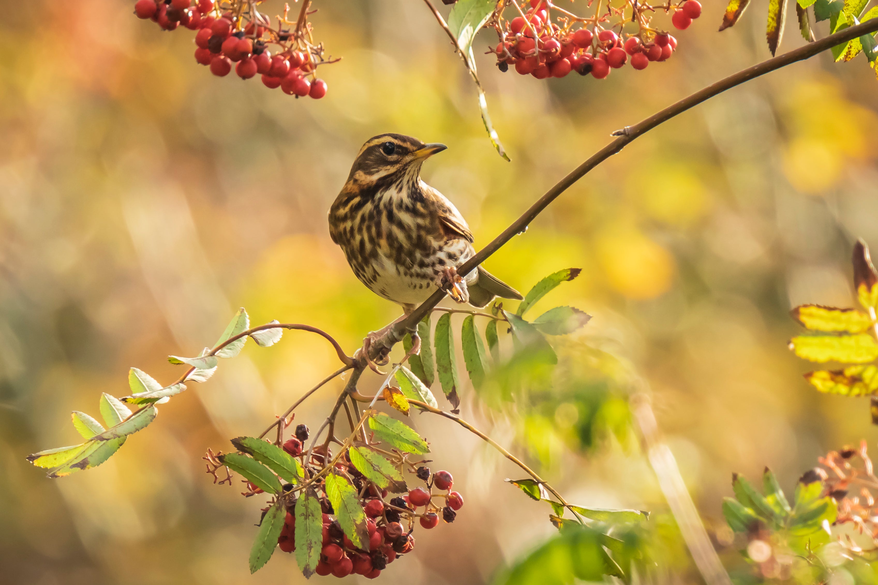 <p>More redwings and fieldfares could make their migration down to the UK due to unsettled weather in northern Europe</p>