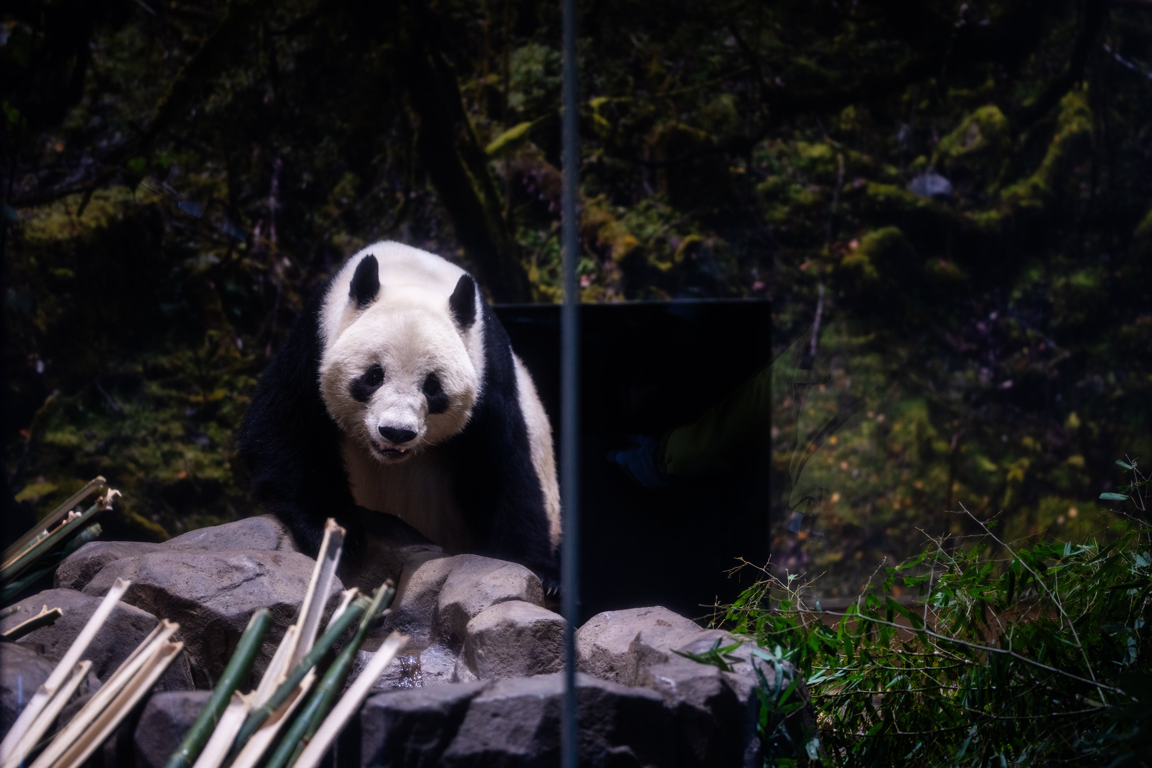 Giant panda Xiao Xiao walks in its enclosure on the final day of public viewing before departing for China at Ueno Zoo in Tokyo