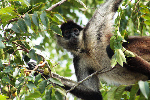 Researchers studied spider monkeys (Sandra Smith/PA)