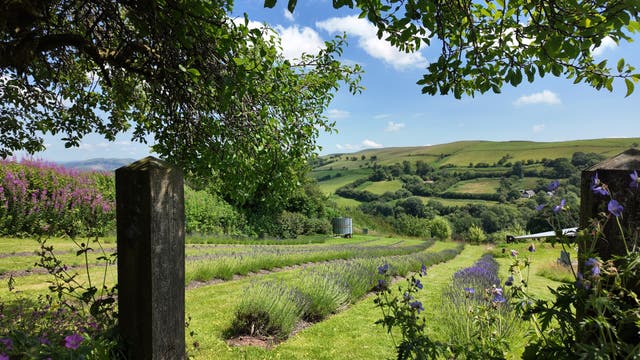 <p>The six<strong> ‘</strong>Chill Cymru’ journeys include Cefnperfedd Uchaf lavender fields</p>