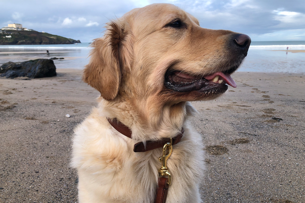 best dog lead IndyBest review Warriner Leather traditional leather dog lead