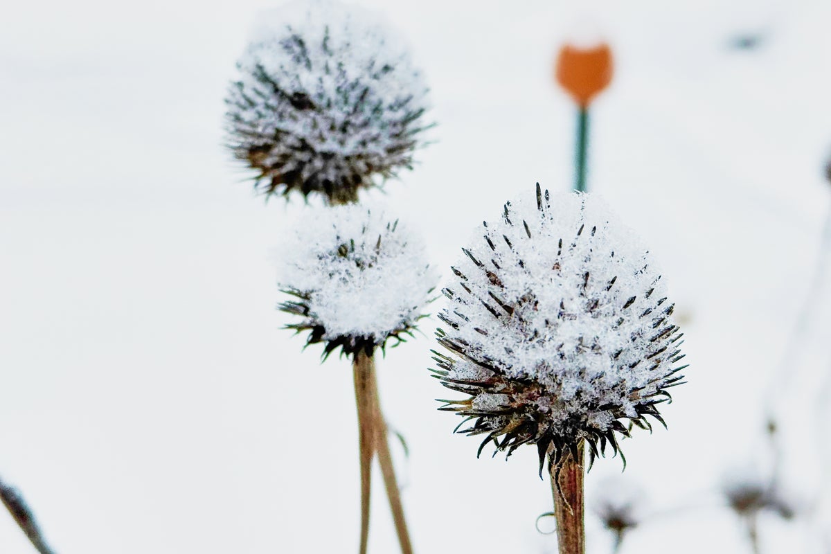 Eleven romantic garden walks for a Valentine’s Day date – UK Times Eleven romantic garden walks for a Valentine’s Day date – UK Times