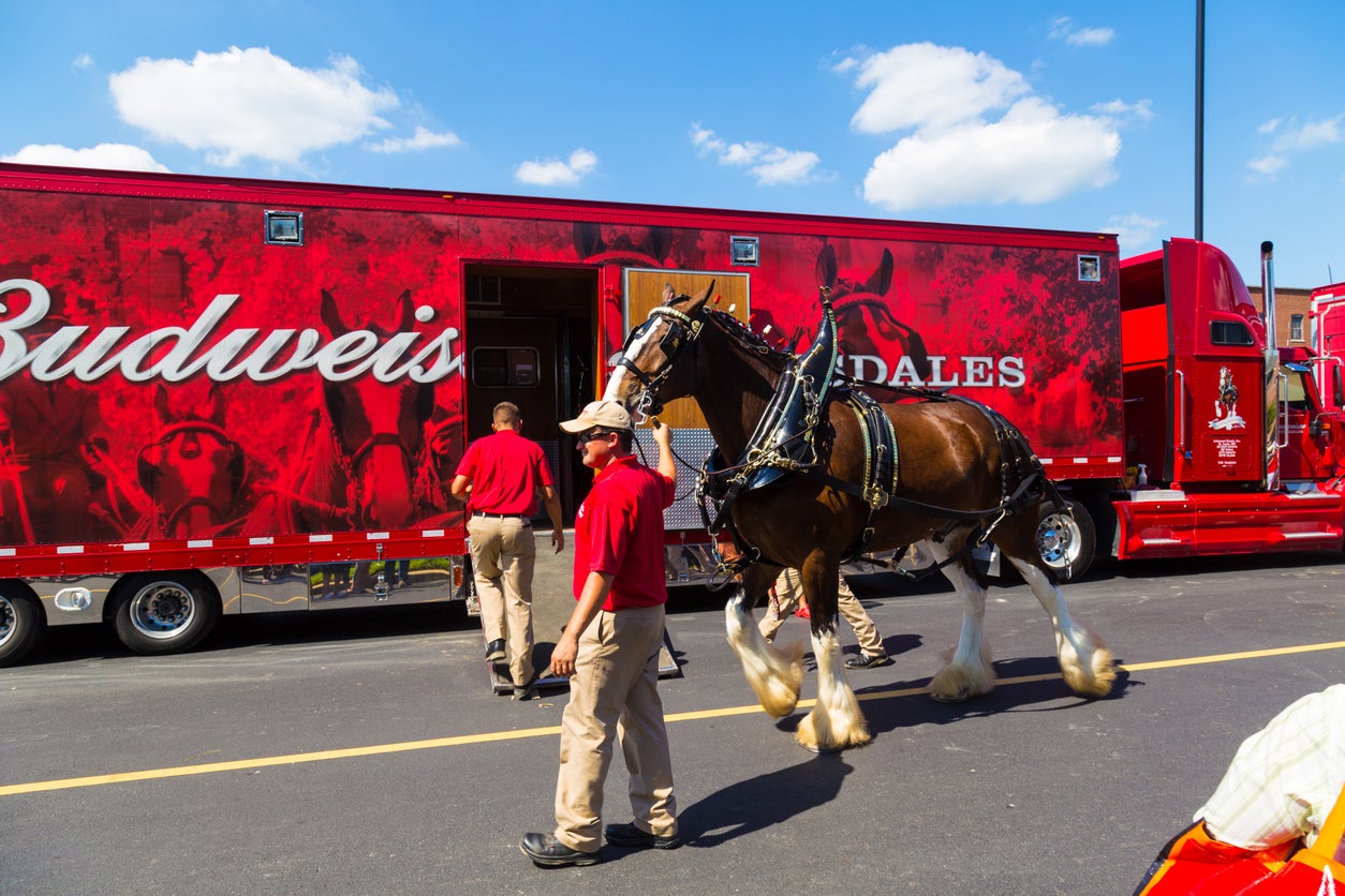 Clydesdales são um símbolo de longa data da Budweiser