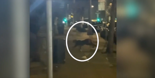 <p>A local resident filmed the mountain lion on the streets of San Francisco in the early hours of Monday, January 26.</p>