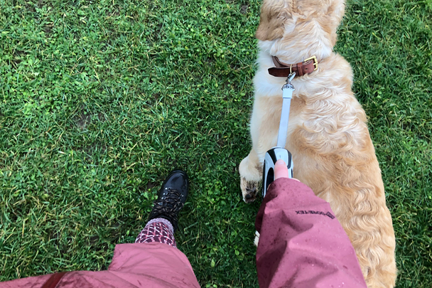 Best dog lead IndyBest review Flexi comfort large dog lead