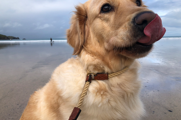 Best dog lead Indybest review Tetherleads the Oxford slip and lead