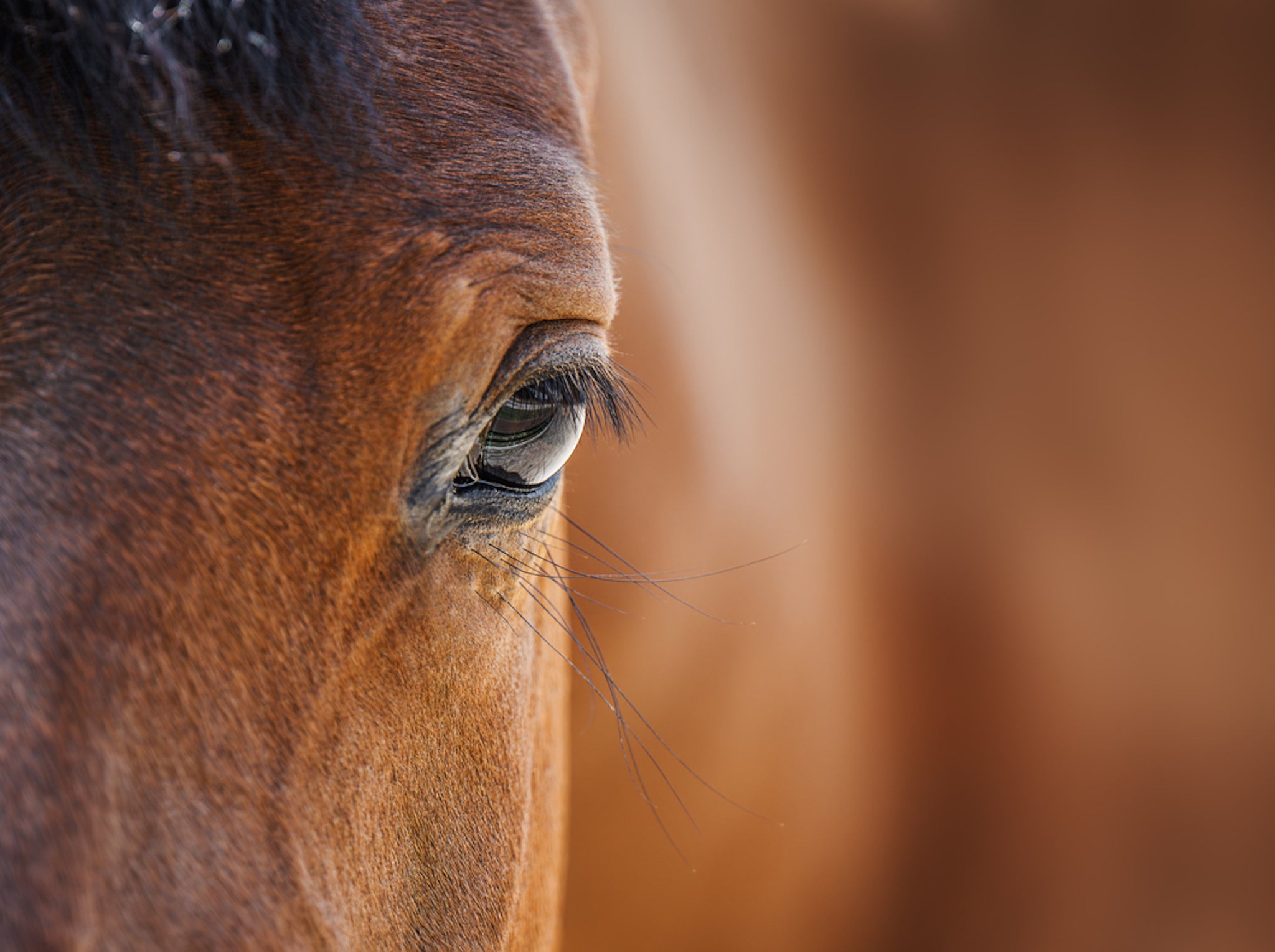 Clinical psychologists at Operation Centaur work recommend equine therapy to treat a range of complex mental health issues