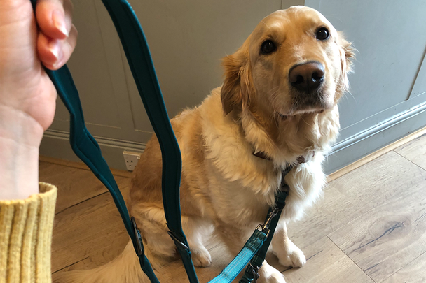 Best dog lead IndyBest review Halti anatomy multi lead