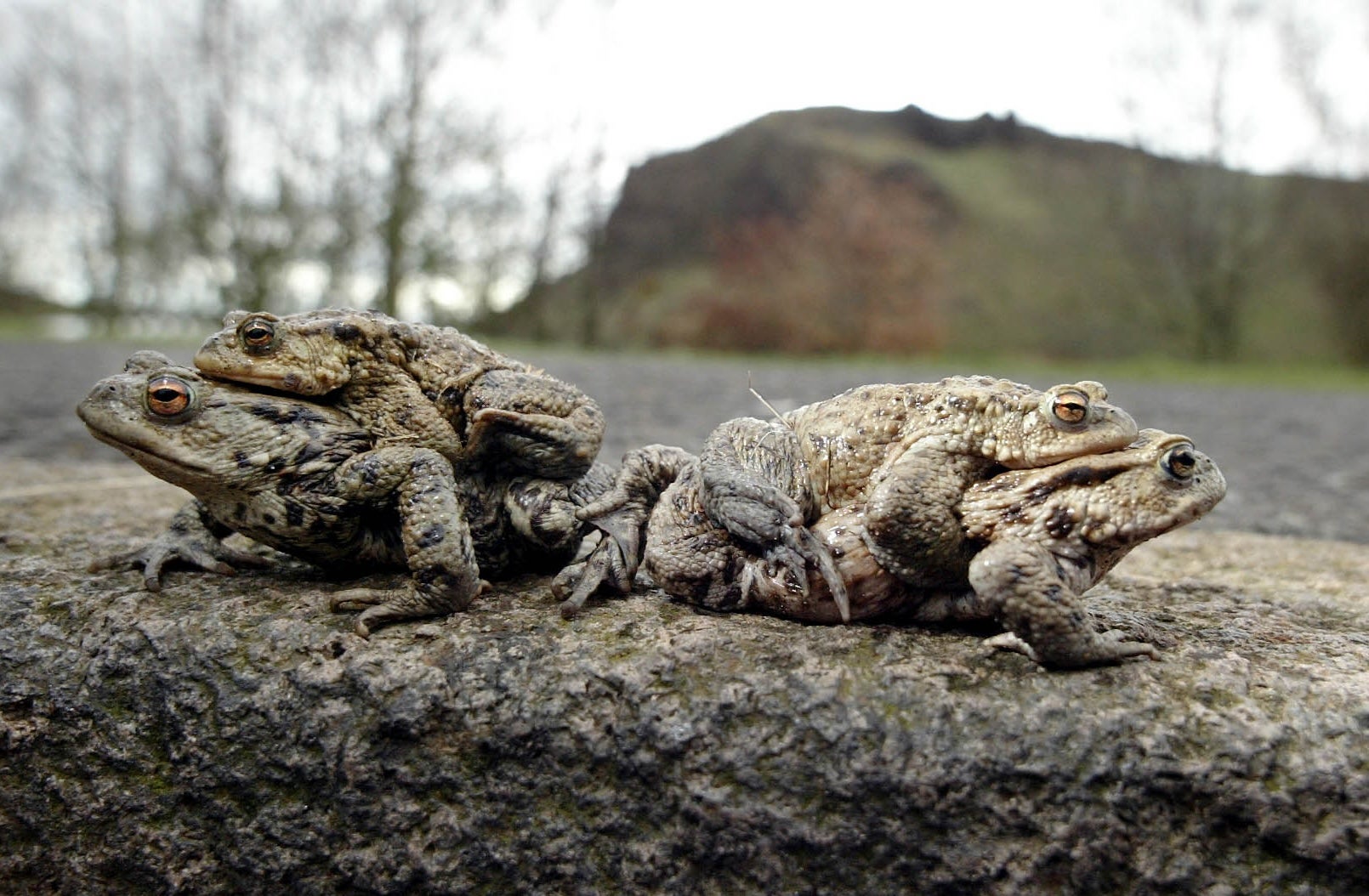 The remarkable number of toads being helped across Britain’s roads – and why
