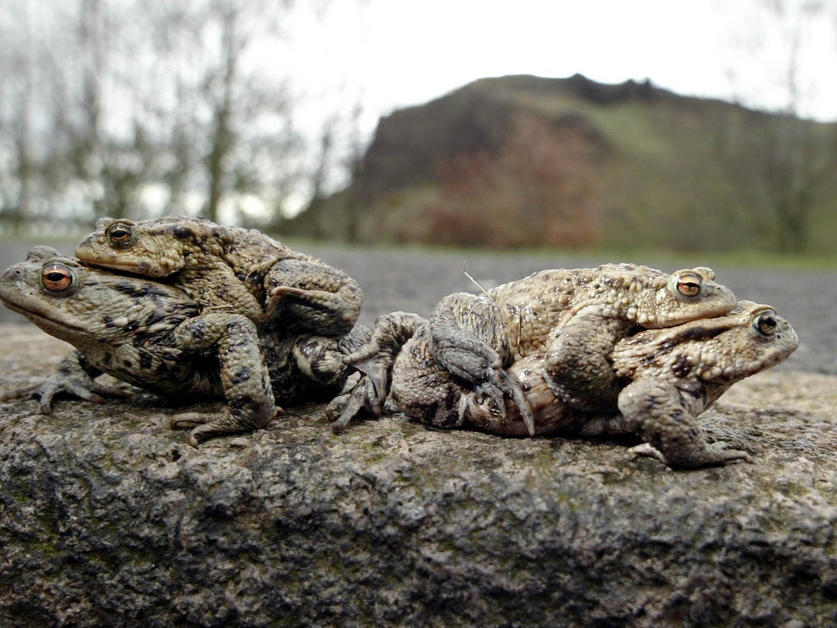 Protecting Britain's Toads Amid Critical Spring Migration