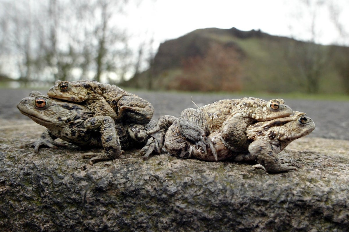 The remarkable number of toads being helped across Britain’s roads ...