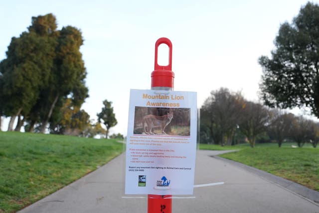 San Francisco Mountain Lion