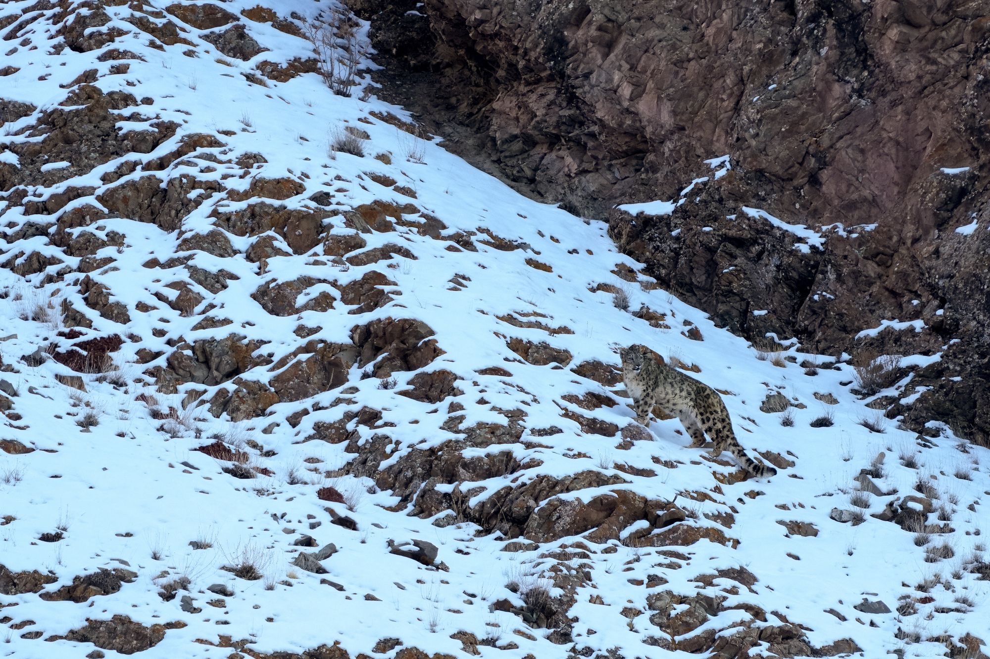 Tourist mauled at Chinese ski resort after trying to take selfie with wild snow leopard