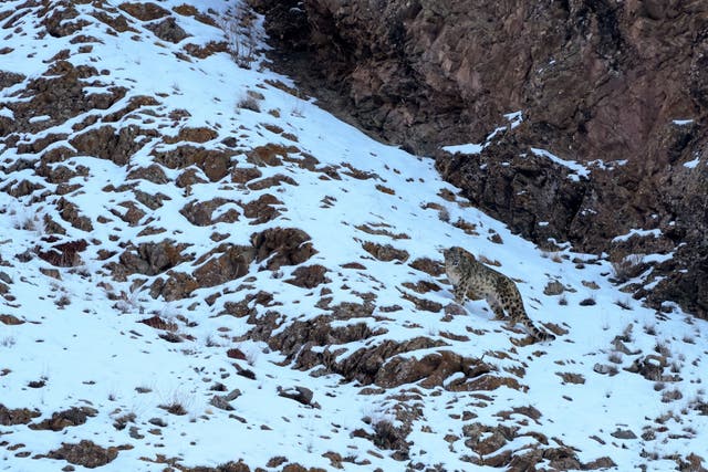 <p>File. A snow leopard on the outskirts of Leh in India's Ladakh region</p>