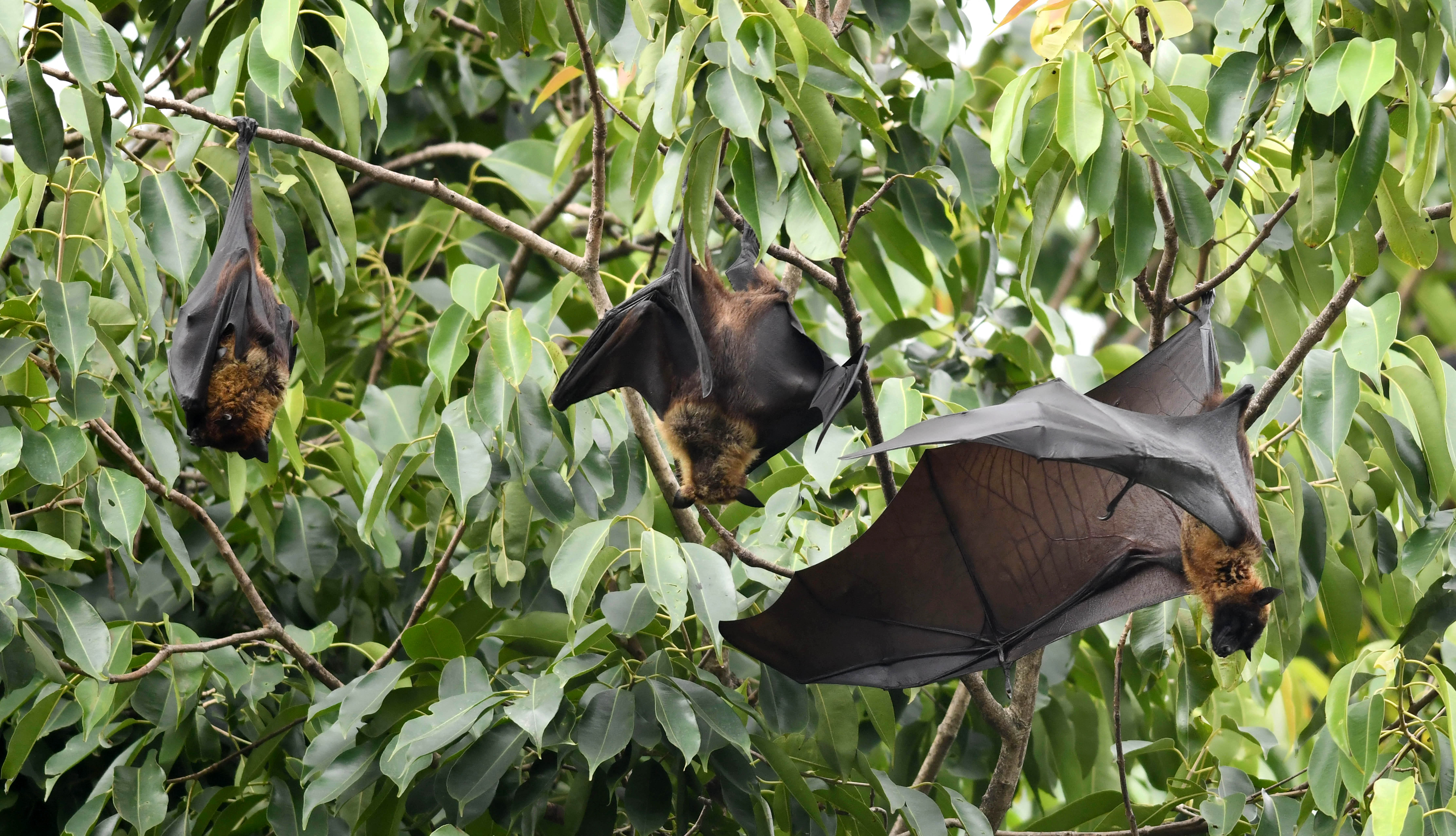 <p>File: Bats take rest on trees in Guwahati on May 23, 201</p>