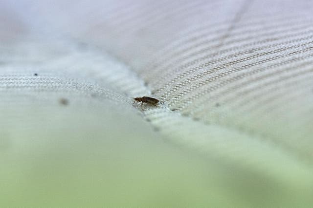 <p>File. Representative. This photo, taken on 8 October 2025, shows a bed bug crawling on a mattress at a laboratory of the Science University of Malaysia (USM) in George Town, on Penang island </p>