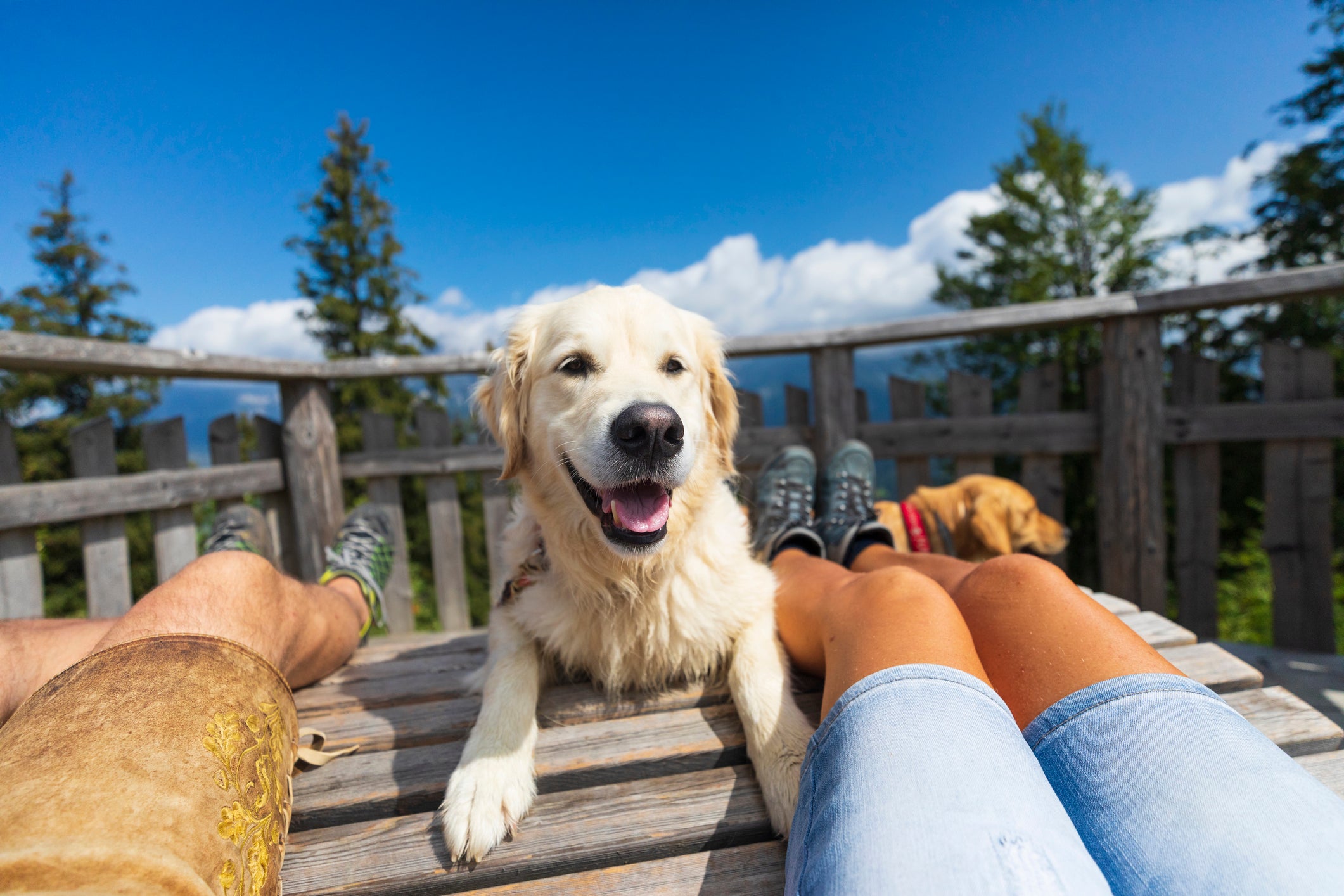 <p>Dog-welcome vacation experiences lead the way in 2026</p>