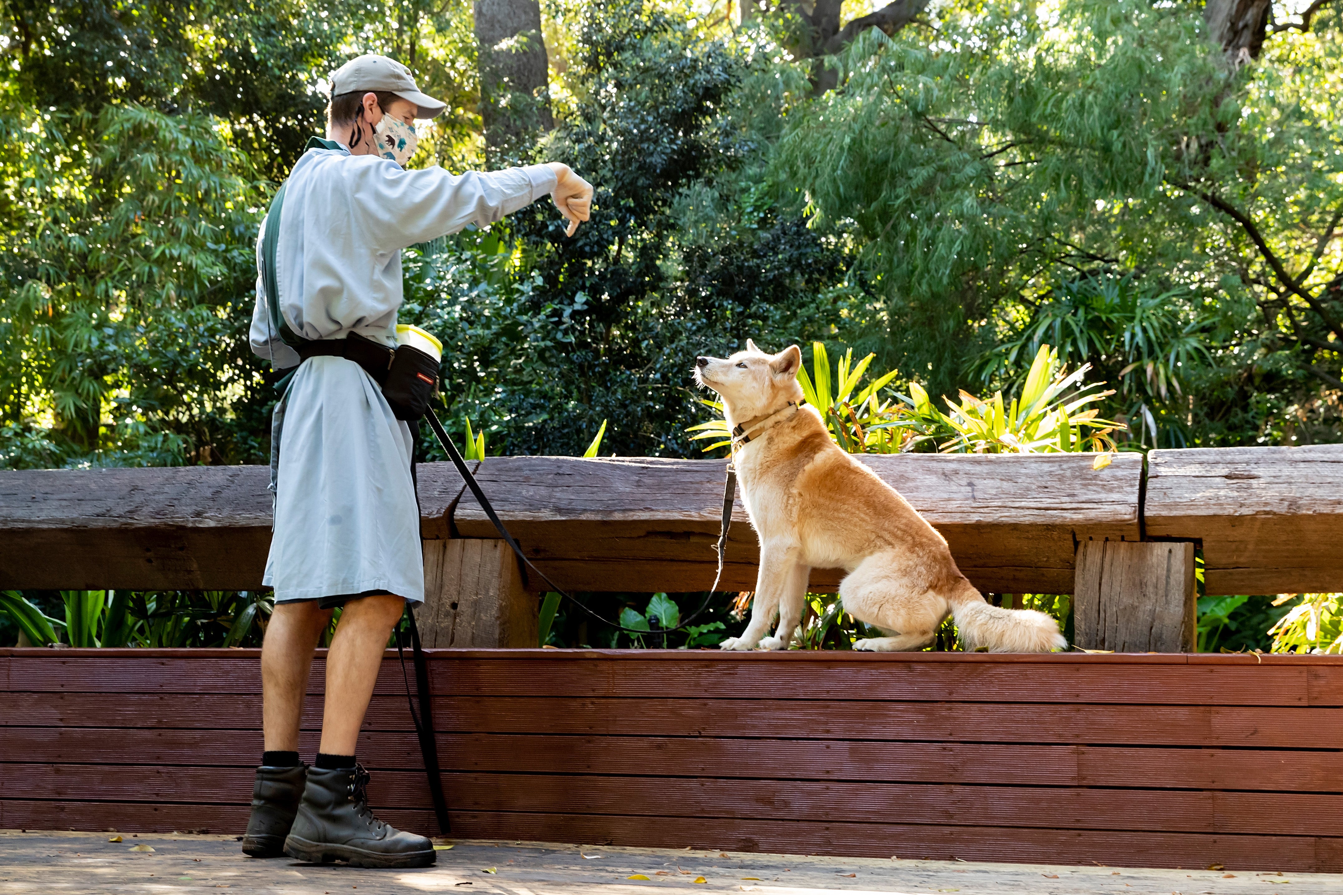 A zookeeper interacts with Daku the Dingo at the Perth Zoo