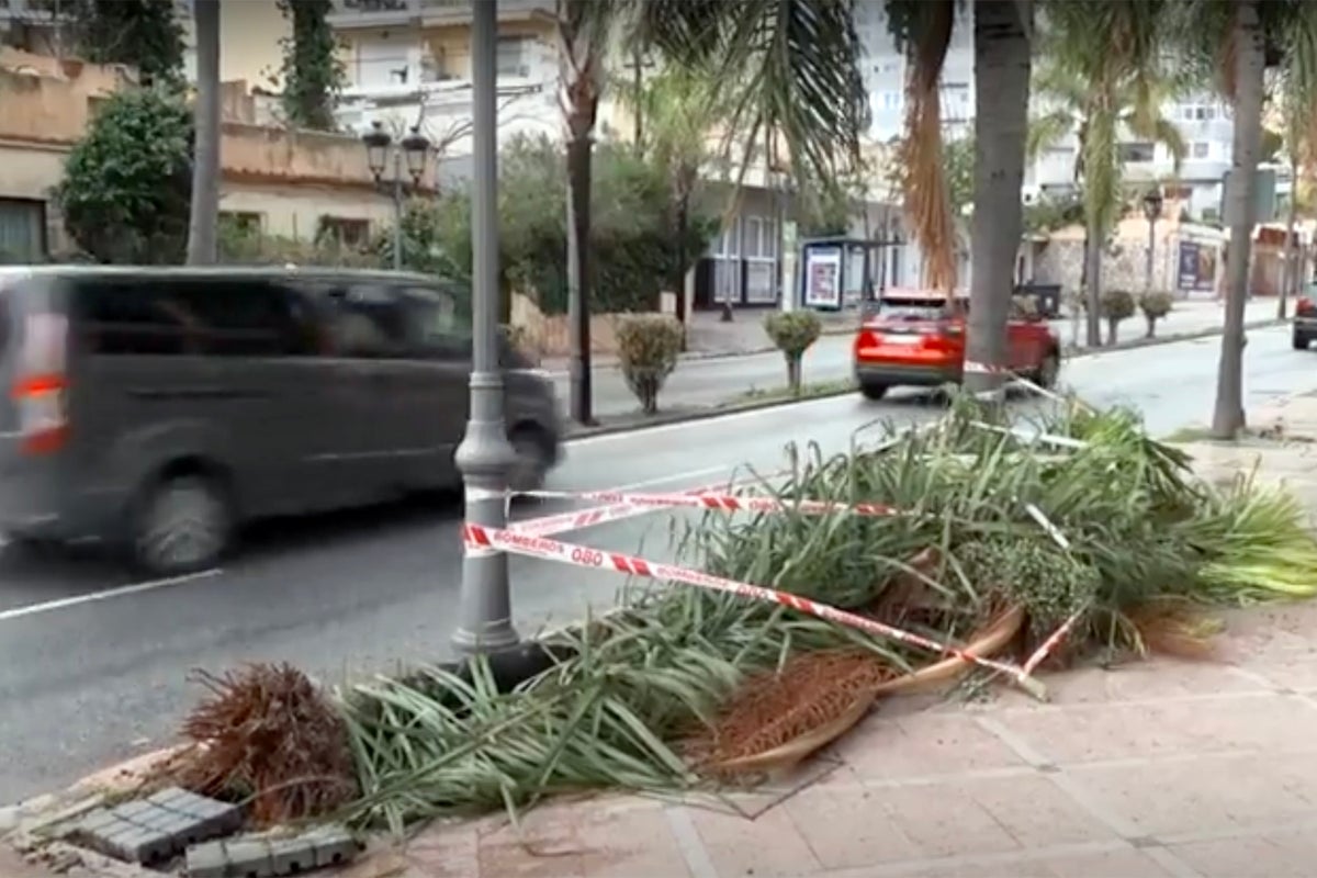 Woman killed by falling tree as torrential rain and 50mph winds batter Costa del Sol – UK Times Woman killed by falling tree as torrential rain and 50mph winds batter Costa del Sol – UK Times