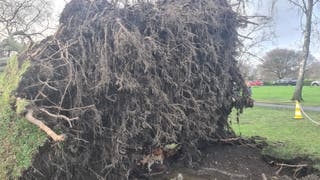 An uprooted tree in Pheonix Park, Dublin, after Storm Chandra hit the island of Ireland