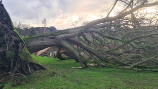 An uprooted tree in Pheonix Park, Dublin, after Storm Chandra hit the island of Ireland