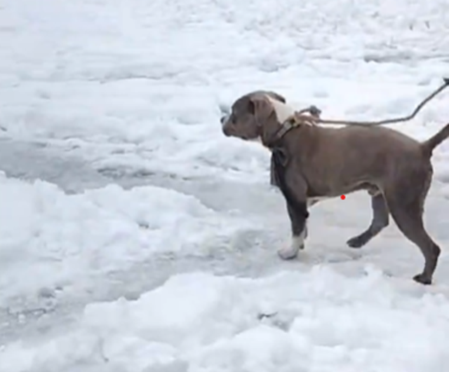 <p>Sherru walks after being rescued</p>