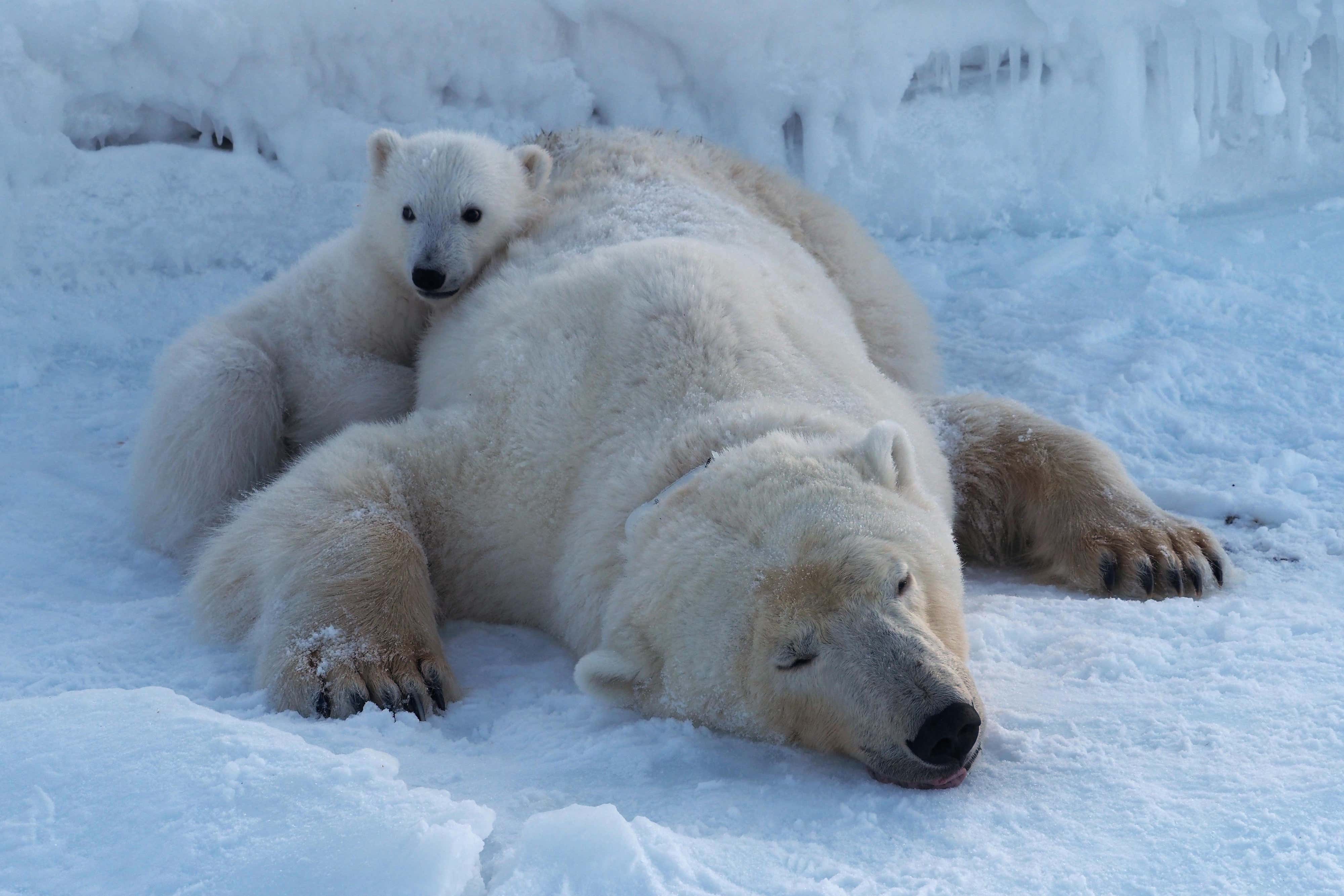 Polar bears in Svalbard have not lost body condition despite rapid sea ice loss (Jon Aars/Norwegian Polar Institute/PA)