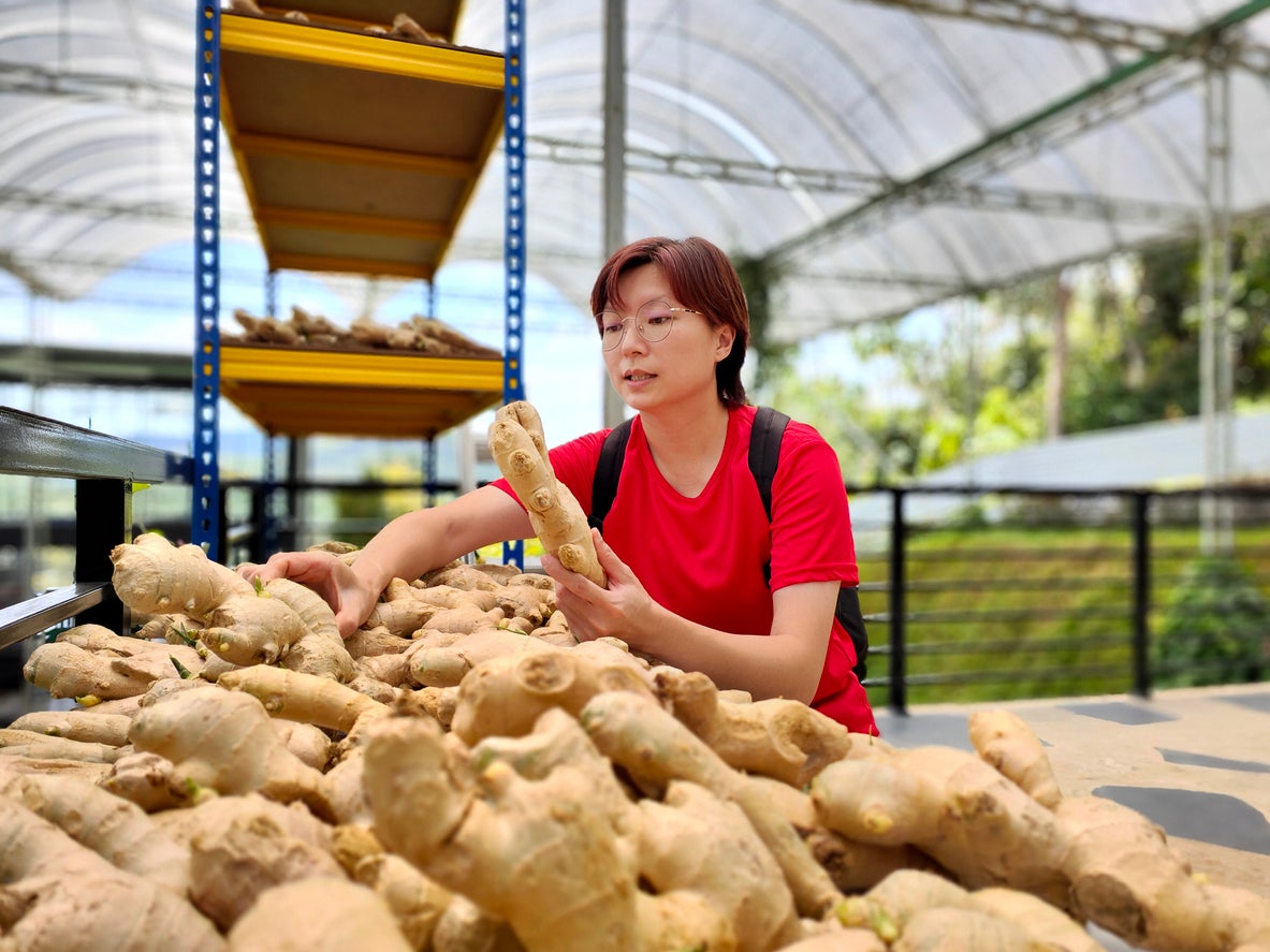 <p>Ginger shots have long been used in the U.S., boasting multiple health benefits. But are they worth the spicy kick?</p>