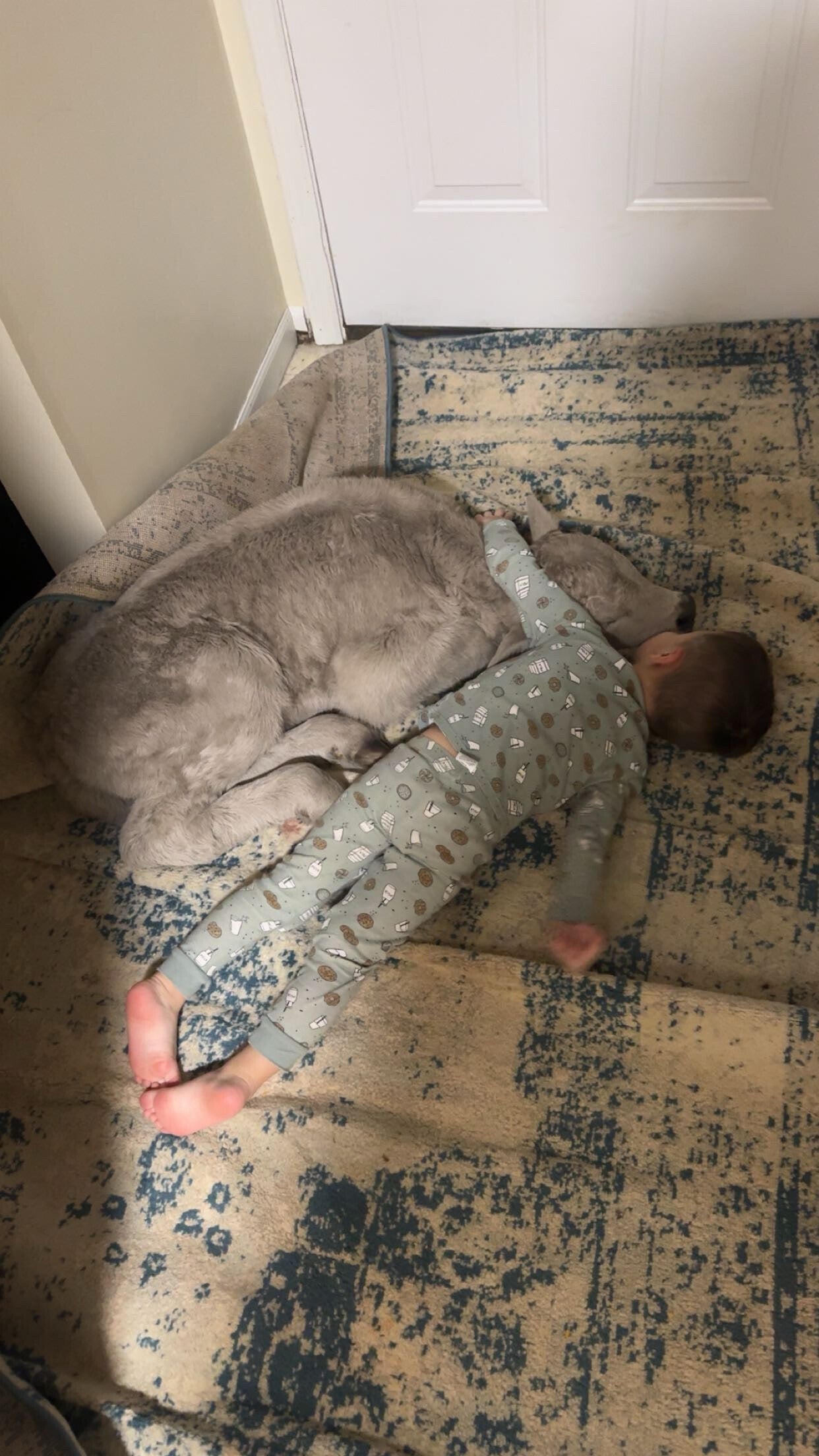 The family keeps about three dozen cows on their land, and are used to bringing farm animals indoors from time to time.