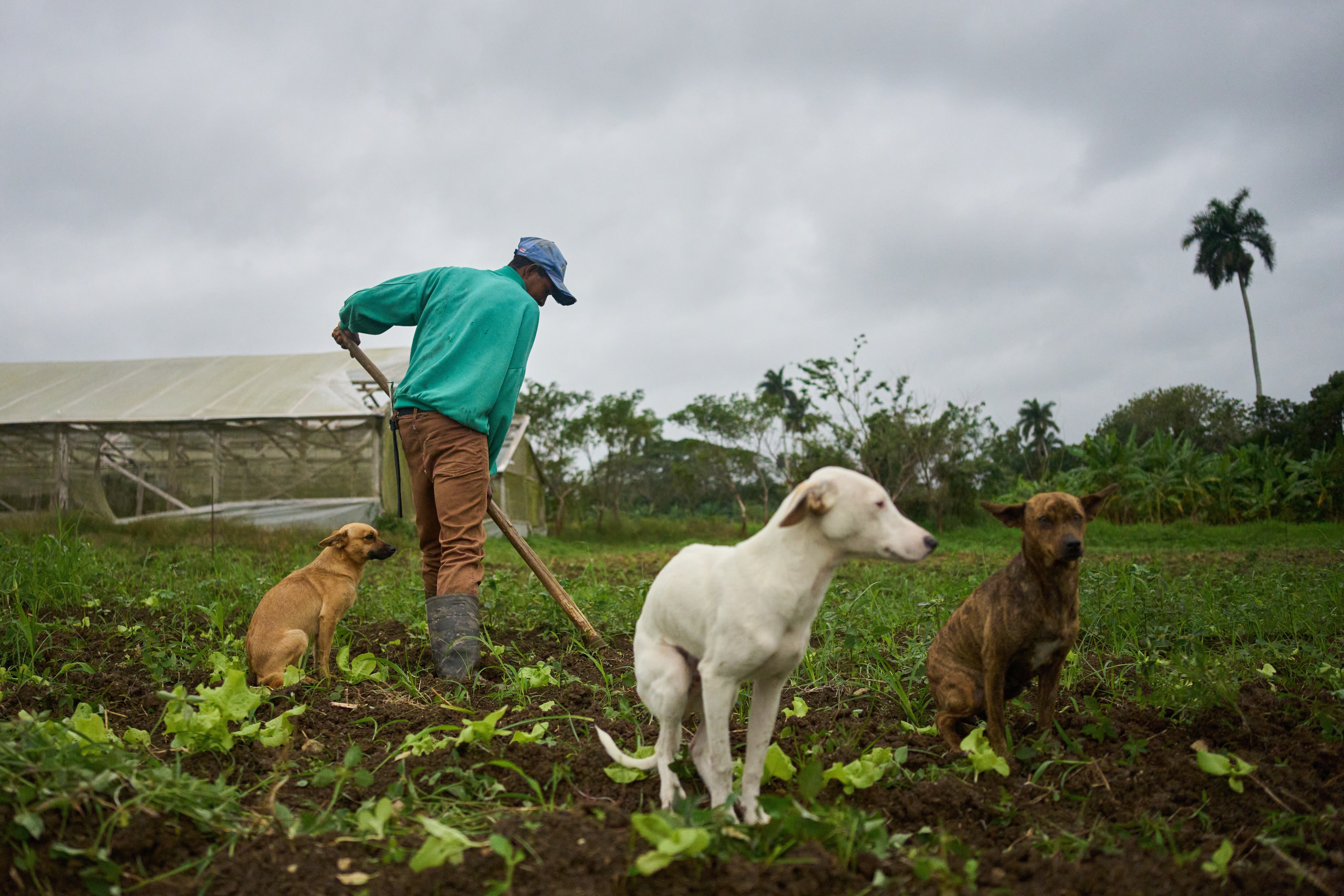 Cuba Self Sufficient