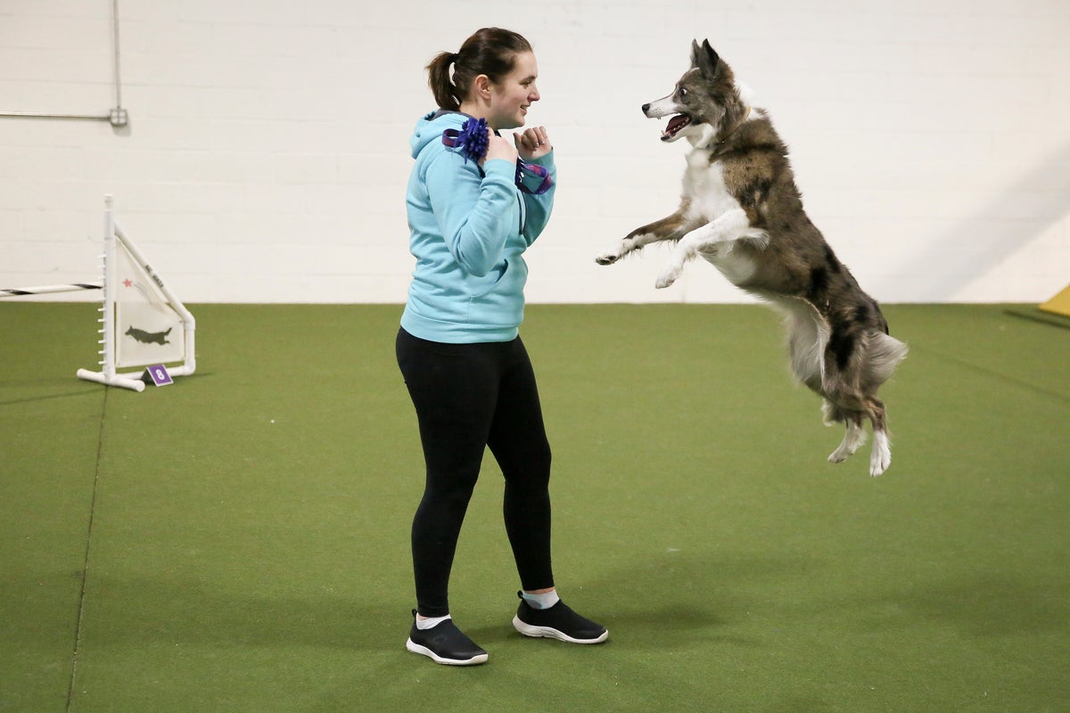 Wowed by the agility dogs at the Westminster show? A winning handler explains how it's done