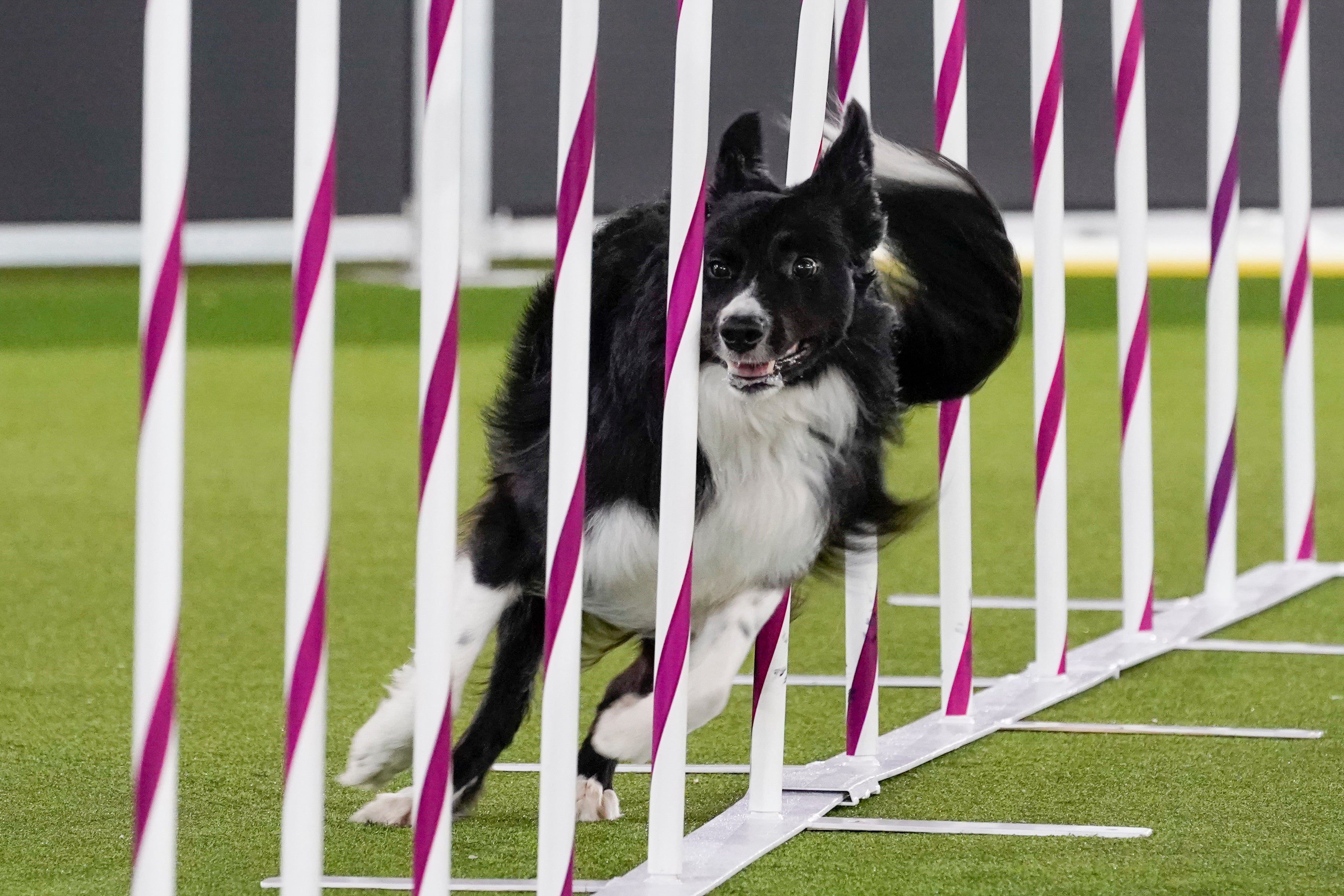 Westminster Dog Show-Agility