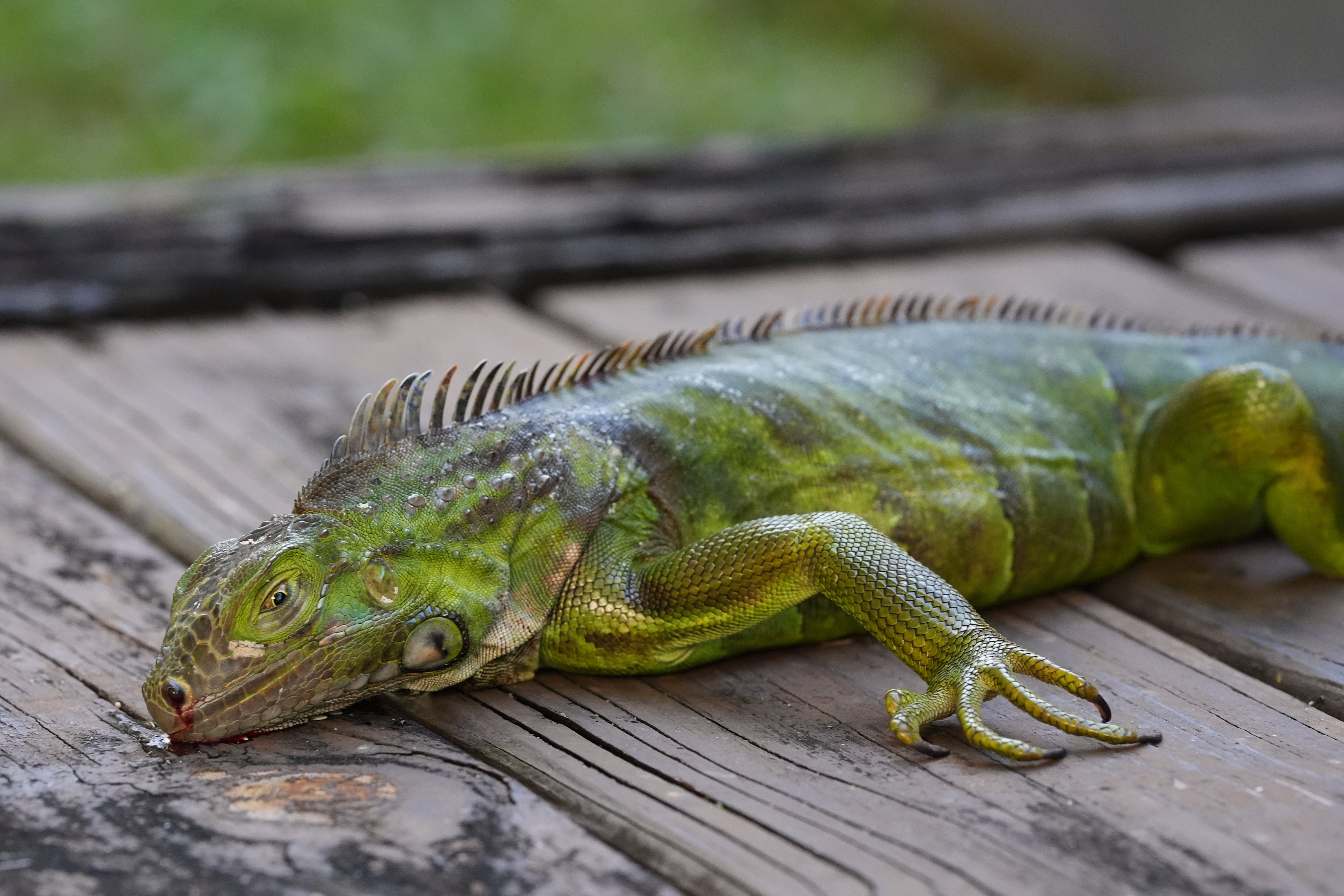 A cold-stunned green iguana, which is alive but immobile, lays on a deck in South Miami, Florida. The owner of Bucks Coal Fired Pizza in North Palm Beach made a pizza using bacon, venison, and the meat from an iguana in a viral Instagram video