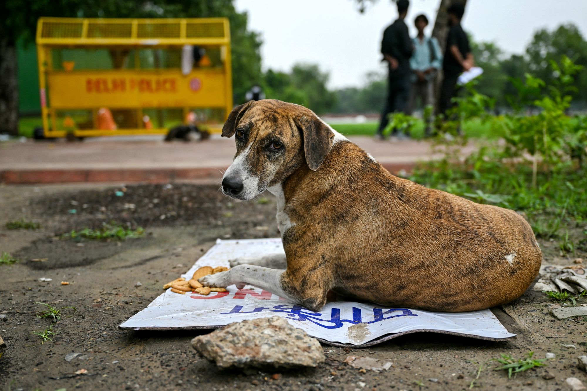 <p>A stray dog rests near a police barricade in New Delhi on 12 August 2025</p>