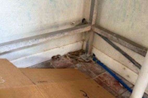 The potato chipping room at the Royal Native Oyster Stores needed deep cleaning.