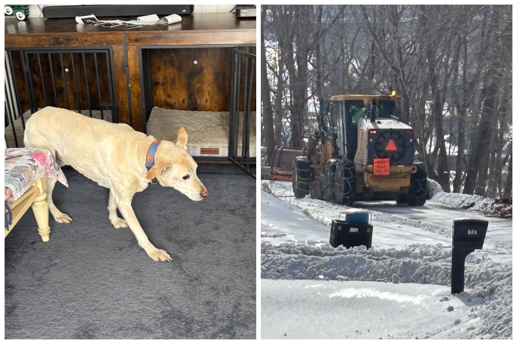 Elderly dog miraculously survives after he slipped off an icy cliff in Virginia, officials say