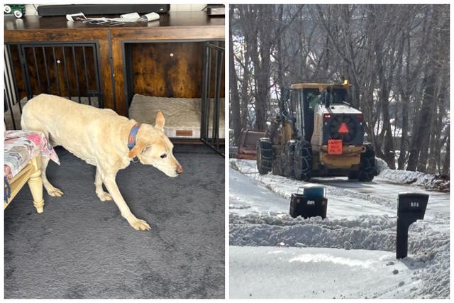 <p>Oakley, the 16-year-old dog, emerged unscathed after falling off the side of a cliff in eastern Virginia</p>