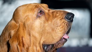 Westminster Dog Show