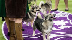 Westminster Dog Show