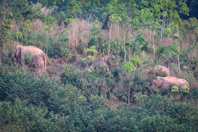 <p>A herd of wild elephant in Thailand's Trat province</p>