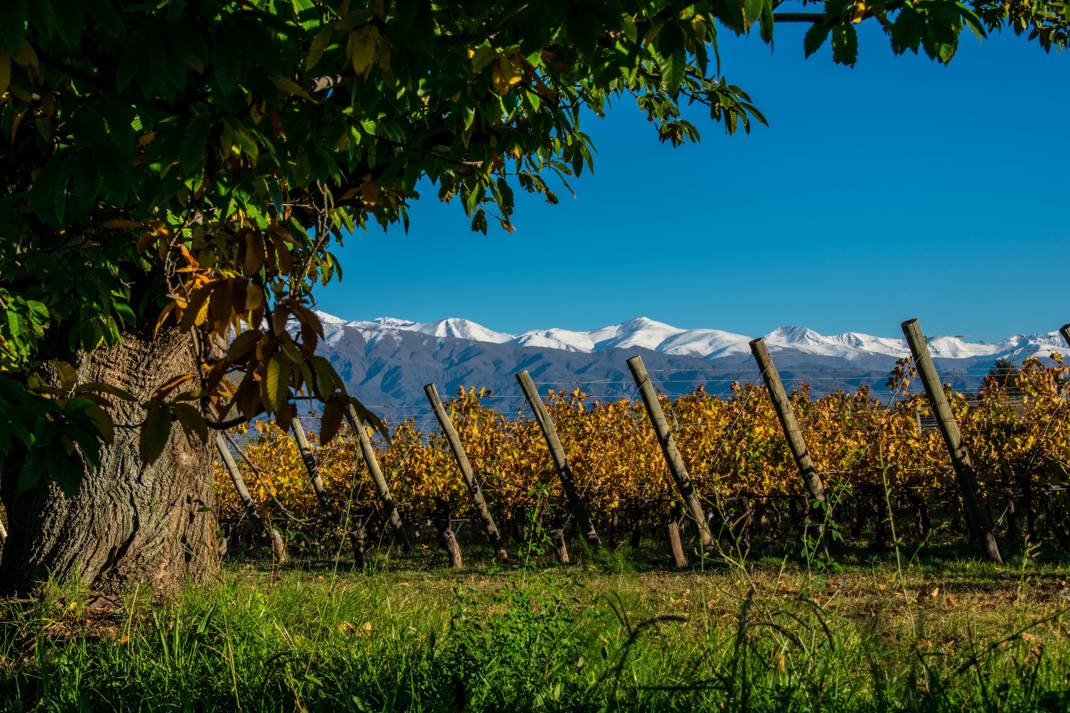 Fly to Argentina’s wine capital Mendoza
