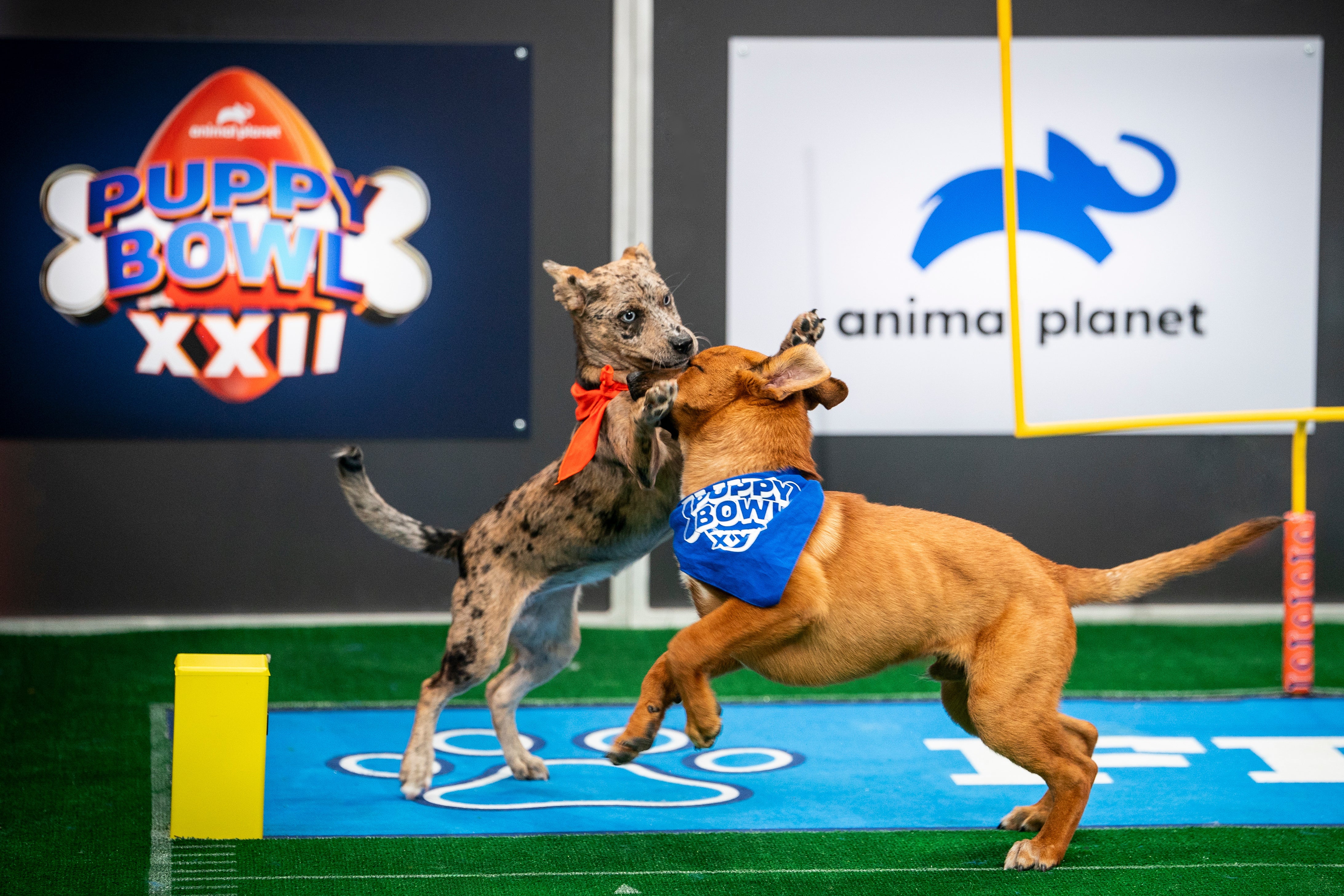 The Puppy Bowl airs Sunday, Feb. 9 at 2 p.m. Eastern/11 a.m. Pacific and will be simulcast across Animal Planet, Discovery, TBS, truTV